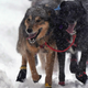 Image for article titled Cheesecake, the Iditarod snack of champions